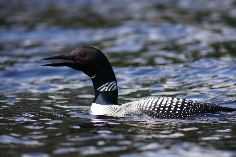 loon, water, bird, lake, northern, nature, summer, wildlife